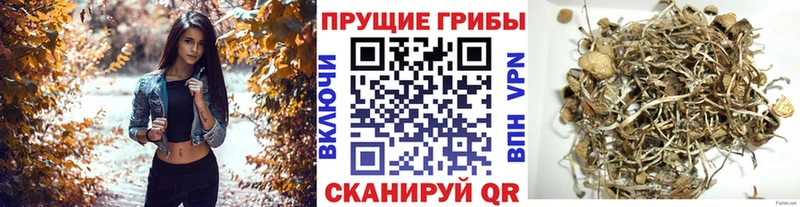 Галлюциногенные грибы Cubensis  Нефтеюганск 